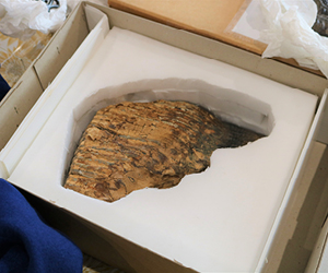 A close up of a mammoths tooth fossil